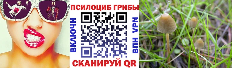 Псилоцибиновые грибы мицелий  Подпорожье 